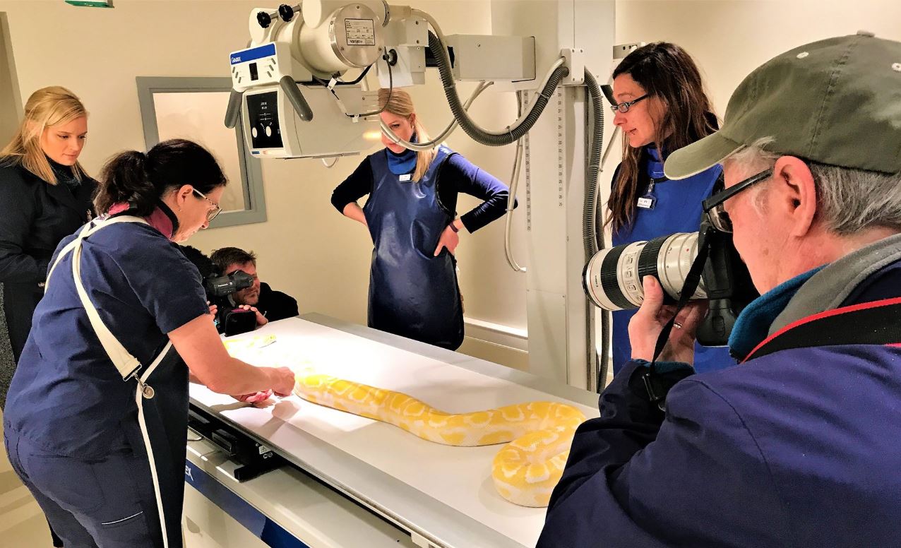 Snake getting an X-ray