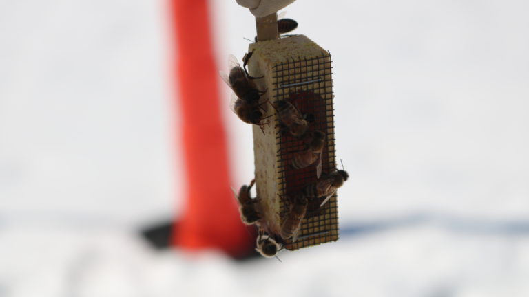 Close up of Bees Sniffing their Queen