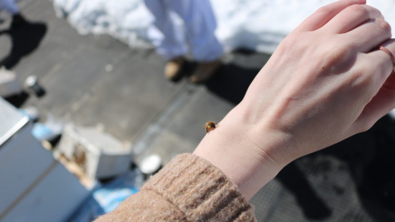 Curious bee walking on person's arm