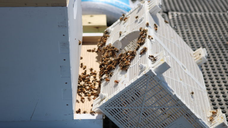 Bees being acquainted to their new home