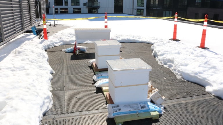 Front two hives are langstroth and back is top bar