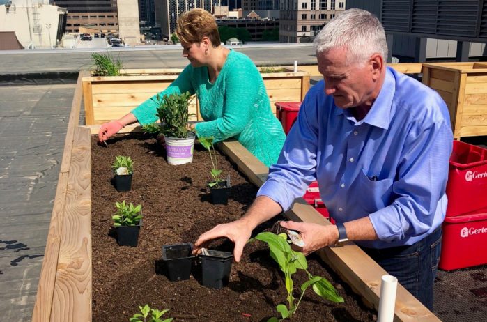 planting herbs in planter boxes on rooftop of the KA headquarters building in Minneapolis.