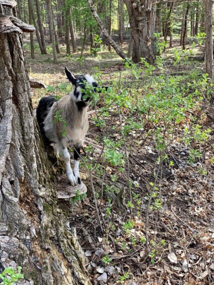 Allie's goat grazing buckthorn