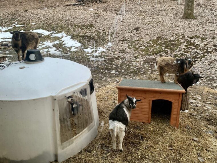 Goats playing King of the Hut